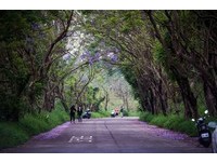 全台唯一！嘉义“蓝花楹隧道”　蓝紫色花朵绽放超美