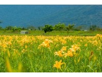 不用等暑假！花莲最美公路旁的“平地金针花海”现在正美