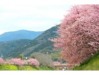 出国旅客注意！4月起团费变贵　日本赏樱涨2千