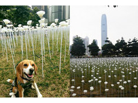 跟狗狗“雪碧”的浪漫　情人节欣赏25000朵LED白玫瑰