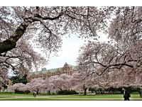 吉野樱绽放超浪漫！宛如电影场景的华盛顿大学