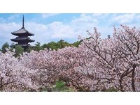 京都赏樱无意间丢了台湾脸？网友：戒掉9个旅行坏习惯
