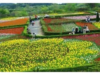 樱花季结束看什么？日本岩手郁金香　把整个山坡变超美
