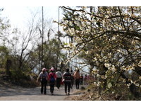 花都开好了！　春节台南梅岭梅花满开享受公车轻旅行