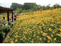 在山头铺上彩色地毯　嘉义横山屏公园油桐、金针花接力开