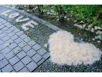 烟花般的绽放　中和区公所前穗花棋盘脚盛开