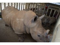 帮白犀牛刷背、量体重　关西“动物旅馆”与非洲动物睡一晚
