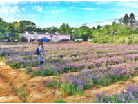 全台第一座干燥花主题农场！一年四季免费赏浪漫花海