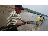一起“牵罟”去！还有1000个石门肉粽可以免费吃