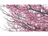 阳明山花季10日登场　交通管制、接驳车资讯看这篇