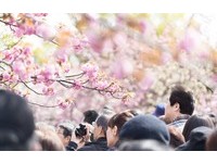 2017日本樱花预测出炉！东京花开最早、大阪4月初最美