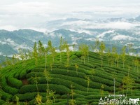 赏金黄银杏森林、汹涌云海　南投景观茶园露营地！