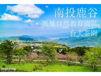 超梦幻的粉红世界！南投樱花隧道搭配云海仿佛在仙境