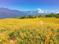 从金针花到落羽松！预约“9月后必赏的6样金黄美景”