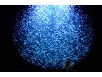 拯救加茂水族馆的海中小英雄！5米高梦幻水母缸超疗愈