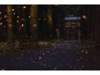走进萤光绿色小径！日本6大“初夏梦幻赏萤地”