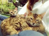 猫奴必去！岚山“猫咪之森”看喵星人抢占你的大腿睡觉