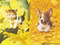 超疗愈猫狗系列！日本“村松诚”国宝级画展首次登台