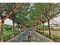 屏东“最美绿色隧道”　500株小叶榄仁树交叠成绿世界