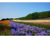 北海道美瑛、富良野　夏季旅游交通资讯懒人包！