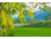 花莲193县道下起“黄金雨”　阿勃勒与凤凰木都盛开了