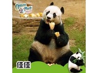 香港海洋公园“全球最长寿”大熊猫佳佳过世