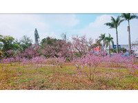 台南公园南洋樱花盛开　一整片粉色花海超梦幻