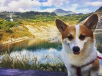 “外星人基地”硫磺谷泡免费足汤　置身芒花丛拍意境照