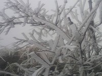 最强寒流来袭　三大赏雪景点路段交通管制懒人包