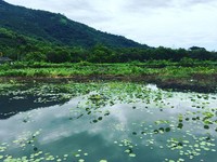 不用滤镜的天然绿境　花莲版“莫内花园”马太鞍湿地