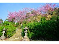 不只阳明山有！初春百花齐放　北市各地赏花懒人包