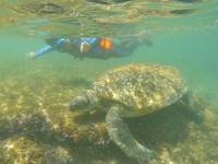 世界最美“海龟岛屿”在台湾　1平方公里有13只栖息