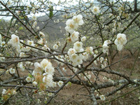 体验雪白景象覆盖林野　全台9处赏梅景点