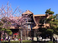 一出车站就是粉色樱花隧道！名古屋私房赏樱景点爆红