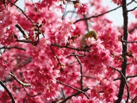 大雪打乱阳明山花季？霸王寒流让今年樱花开更多