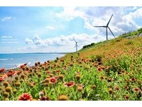 海滨的秘密花园　苗栗“海角乐园”天人菊花海美呆了