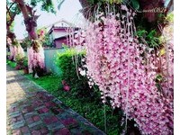 超浪漫！把握最后一季缤纷　全台“3处石斛兰花瀑布”