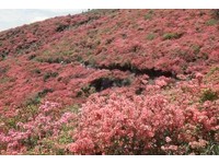 樱花结束看什么？奈良葛城山　5月百万株杜鹃把山染红