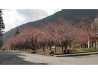 寒流太冻！　武陵樱花没绽放仅开3成　樱花季可能再延长