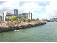 大阪大川樱花祭3/26绽放！　“粉爆樱”夹击抢票要快