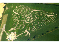 美国人超爱玉米田迷宫！最大24公顷考验方向感