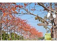 仿佛火球燃烧天际！“世界最美花道”林初埤木棉花盛开