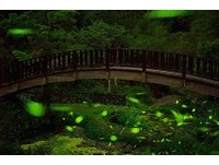 走入绿色银河！阿里山圆潭生态区推周末限定赏萤导览　