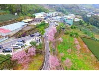 阿里山隙顶吉野樱满开　整条变“粉红色公路”