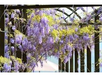 抓住花季尾巴！瑞里这间民宿有整片紫藤花墙超梦幻