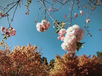 松月樱配上红黄枫？“拉拉山露营区”赏得到绝美风情画