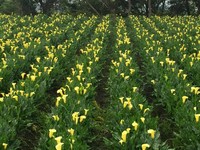 免费赏花景点！台中“金黄海芋”盛放　大片花海尽情拍