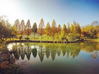 赶最后一波追“松”热！ 特搜全台20处赏落羽松景点