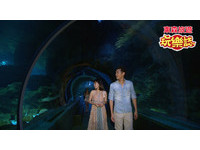 在世界最长的水族馆体验海底酒吧
