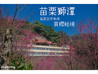 苗栗协云宫樱花绽放到三月初！山腰上的紫红花海超梦幻